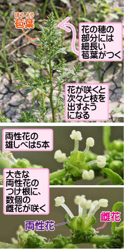 アリタソウの画像その1。苞葉。花の穂の部分には細長い苞葉がつく。花が咲くと次々と枝を出すようになる。両性花の雄しべは5本。大きな両性花のつけ根に、数個の雌花が咲く。両性花/雌花。