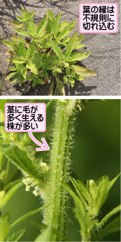 アリタソウの画像その3。葉の縁は不規則に切れ込む。茎に毛が多く生える株が多い。