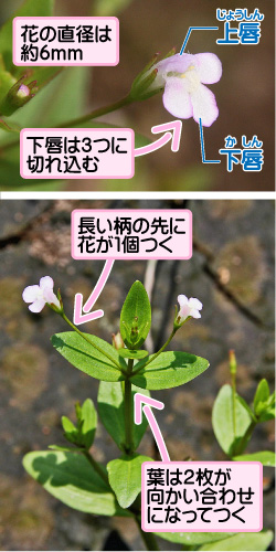 アゼナの画像その1。花の直径は約6ミリメートル。下唇は3つに切れ込む。上唇/下唇。長い柄の先に花が1個つく。葉は2枚が向かい合わせになってつく。