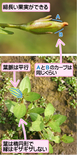 アゼナの画像その2。細長い果実ができる。A/B。AとBのカーブは同じくらい。葉脈は平行。葉は楕円形で縁はギザギザしない。