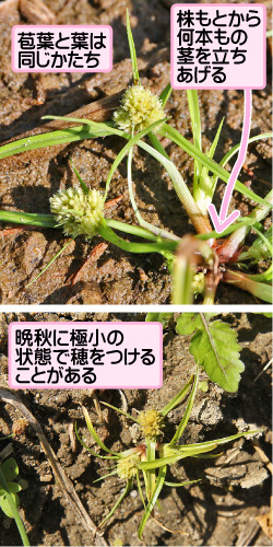 シロガヤツリの画像その3。苞葉と葉は同じかたち。株もとから何本もの茎を立ちあげる。晩秋に極小の状態で穂をつけることがある。