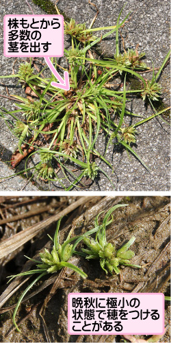アオガヤツリの画像その3。株もとから多数の茎を出す。晩秋に極小の状態で穂をつけることがある。