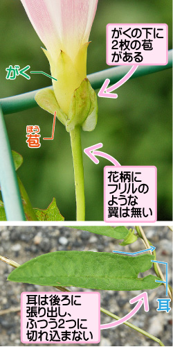 ヒルガオの画像その2。がく/苞。がくの下に2枚の苞がある。花柄にフリルのような翼は無い。耳。耳は後ろに張り出し、ふつう2つに切れ込まない。