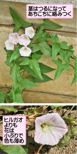 コヒルガオの画像その1。茎はつるになってあちこちに絡みつく。ヒルガオよりも花は小ぶりで色も薄め。