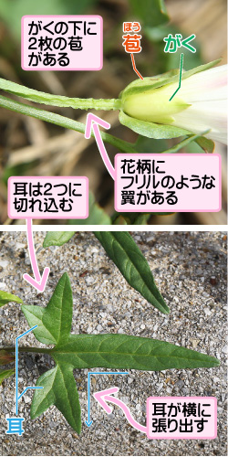 コヒルガオの画像その2。がくの下に2枚の苞がある。苞/がく。花柄にフリルのような翼がある。耳は2つに切れ込む。耳。耳が横に張り出す。