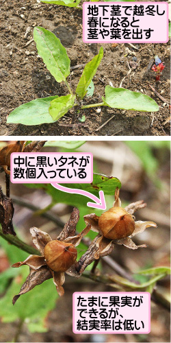 コヒルガオの画像その3。地下茎で越冬し春になると茎や葉を出す。中に黒いタネが数個入っている。たまに果実ができるが、結実率は低い。