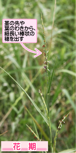 ウシノシッペイの画像その1。茎の先や葉のわきから、細長い棒状の穂を出す。花期。