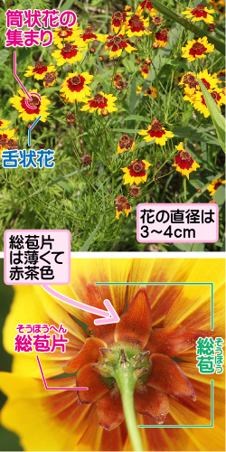ハルシャギクの画像その1。筒状花の集まり/舌状花。花の直径は3から4センチメートル。総苞片は薄くて赤茶色。総苞片/総苞。