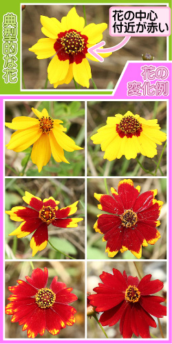 ハルシャギクの画像その3。典型的な花。花の中心付近が赤い。花の変化例。