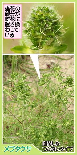 ブタクサの画像その3。雄花の部分が雌花に置き換わっている。メブタクサ。雌花しかつかないタイプ。