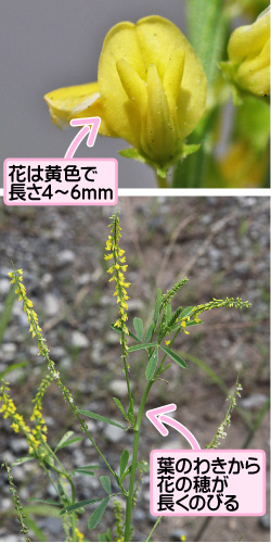 シナガワハギの画像その1。花は黄色で長さ4から6ミリメートル。葉のわきから花の穂が長くのびる。