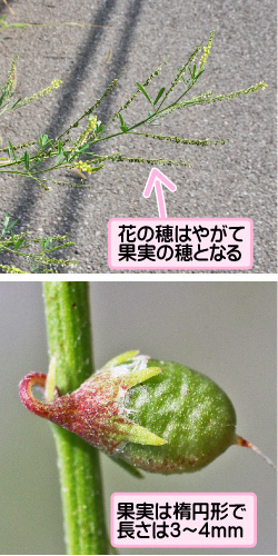 シナガワハギの画像その2。花の穂はやがて果実の穂となる。果実は楕円形で長さは3から4ミリメートル。