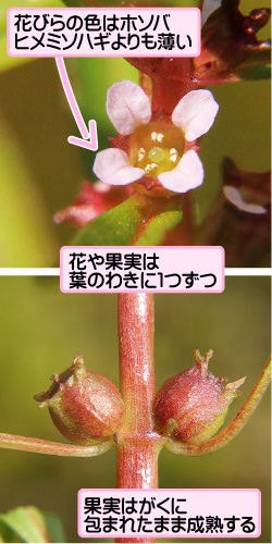 アメリカキカシグサの画像その2。花びらの色はホソバヒメミソハギよりも薄い。花や果実は葉のわきに1つずつ。果実はがくに包まれたまま成熟する。