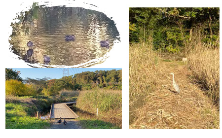 三ツ堀里山自然園の画像