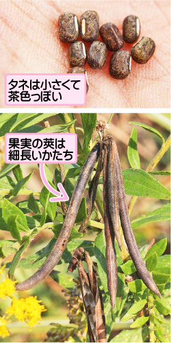 ヤブツルアズキの画像その2。タネは小さくて茶色っぽい。果実の莢は細長いかたち。