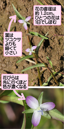 イボクサの画像その1。花の直径は約1.2センチメートル。ひとつの花は1日でしぼむ。葉はツユクサよりも細くて小さい。花びらは先に行くほど色が濃くなる。