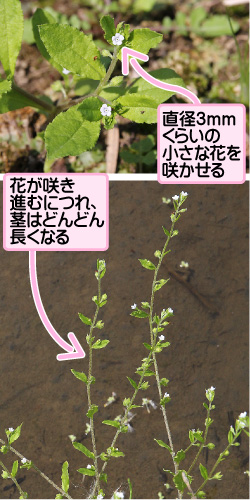 ハナイバナの画像その1。直径3ミリメートルくらいの小さな花を咲かせる。花が咲き進むにつれ、茎はどんどん長くなる。