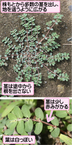 アレチニシキソウの画像その1。株もとから多数の茎を出し、地を這うように広がる。茎は途中から根を出さない。茎は少し赤みがかる。葉は白っぽい。