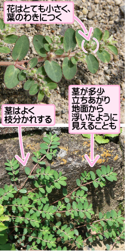 アレチニシキソウの画像その2。花はとても小さく、葉のわきにつく。茎はよく枝分かれする。茎が多少立ちあがり地面から浮いたように見えることも。