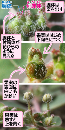 アレチニシキソウの画像その3。腺体/付属体。腺体と付属体が花びらのように見える。腺体は蜜を出す。果実ははじめ下向きにつく。果実の表面は白い毛が多い。果実は熟すと上を向く。