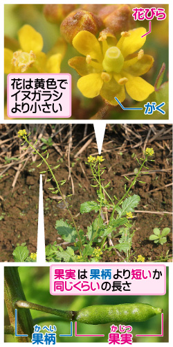 スカシタゴボウの画像その1。花は黄色でイヌガラシより小さい。花びら/がく。果実は果柄より短いか同じくらいの長さ。果柄/果実。