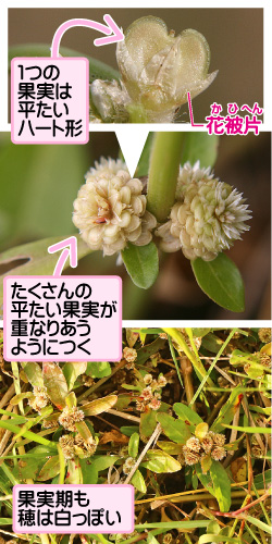 ツルノゲイトウの画像その2。1つの果実は平たいハート形。花被片。たくさんの平たい果実が重なりあうようにつく。果実期も穂は白っぽい。