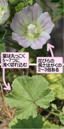 ゼニバアオイの画像その2。葉は丸っこく5から7つに浅く切れ込む。花びらの長さはがくの2から3倍ある。