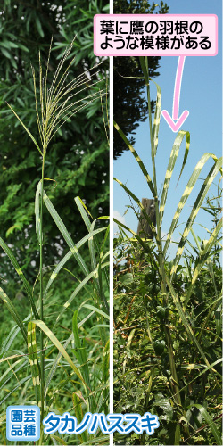 ススキの画像その3。園芸品種・タカノハススキ。葉に鷹の羽根のような模様がある。