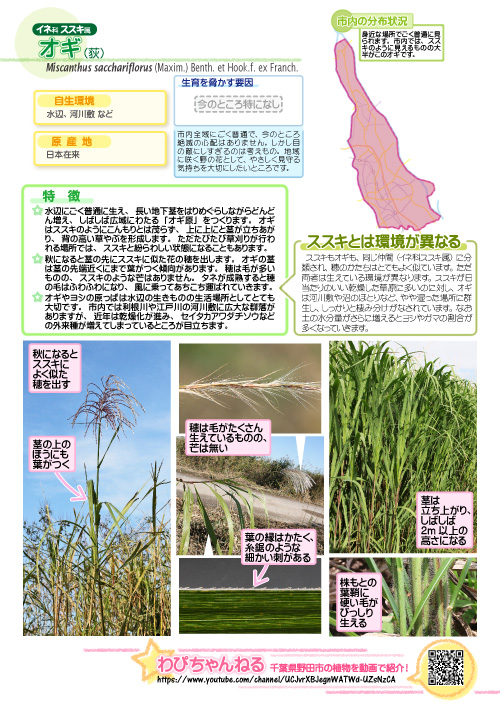 オギの図鑑