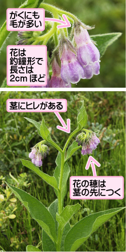 コンフリーの画像その1。がくにも毛が多い。花は釣鐘形で長さは2センチメートルほど。茎にヒレがある。花の穂は茎の先につく。