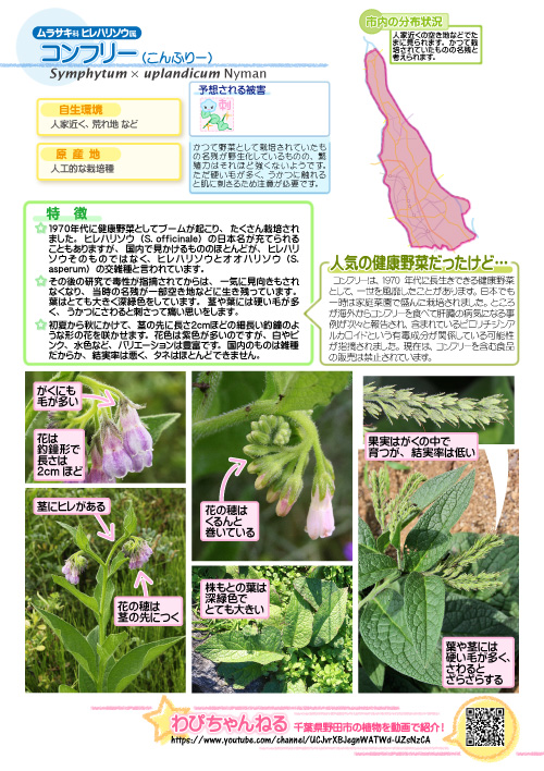 コンフリーの図鑑