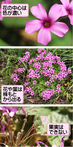 イモカタバミの画像その1。花の中心は色が濃い。花や葉は株もとから出る。果実はできない。