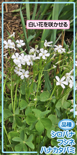 イモカタバミの画像その3。品種・シロバナフシネハナカタバミ。白い花を咲かせる。