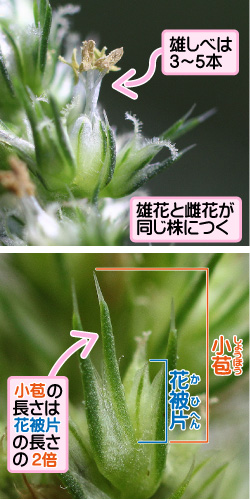 ホナガアオゲイトウの画像その2。雄しべは3から5本。雄花と雌花が同じ株につく。小苞/花被片。小苞の長さは花被片の長さの2倍。