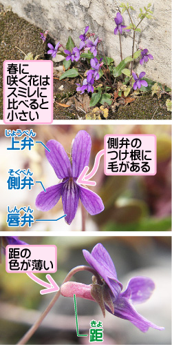 ヒメスミレの画像その1。春に咲く花はスミレに比べると小さい。上弁/側弁/唇弁。側弁のつけ根に毛がある。距の色が薄い。距。
