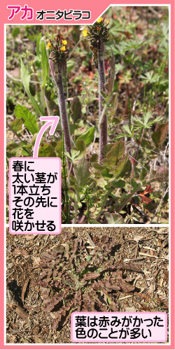 オニタビラコの画像その2。アカオニタビラコ。春に太い茎が1本立ちその先に花を咲かせる。葉は赤みがかった色のことが多い。