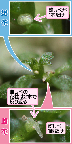 アワゴケの画像その1。雄花。雄しべが1本だけ。雌花。雌しべの花柱は2本で反り返る。雌しべ1個だけ。