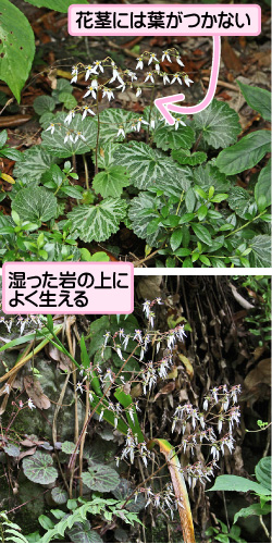 ユキノシタの画像その1。花茎には葉がつかない。湿った岩の上によく生える。