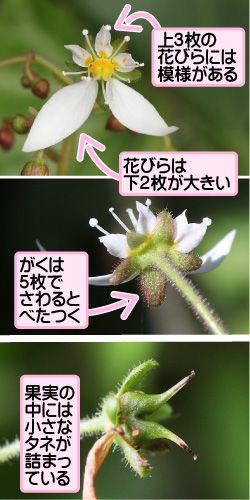 ユキノシタの画像その2。上3枚の花びらには模様がある。花びらは下2枚が大きい。がくは5枚でさわるとべたつく。果実の中には小さなタネが詰まっている。