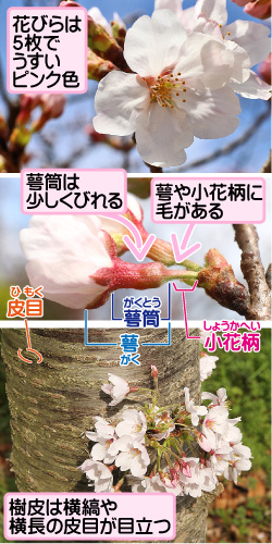 ソメイヨシノの画像その1。葉が出る前にいっせいに開花する。花が咲き終わるころに葉が出てくる。