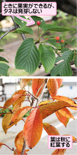 ソメイヨシノの画像その3。ときに果実ができるが、タネは発芽しない。葉は秋に紅葉する。