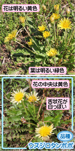 カントウタンポポの画像その1。花は明るい黄色。葉は明るい緑色。品種・ウスジロタンポポ。花の中央は黄色。舌状花が白っぽい。