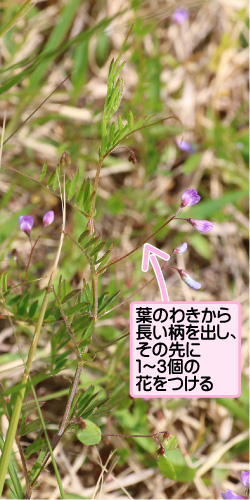 カスマグサの画像その1。葉のわきから長い柄を出し、その先に1から3個の花をつける。