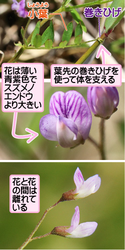 カスマグサの画像その2。小葉/巻きひげ。花は薄い青紫色でスズメノエンドウより大きい。葉先の巻きひげを使って体を支える。花と花の間は離れている。