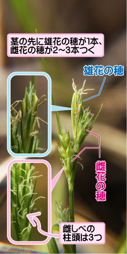 アオスゲの画像その2。茎の先に雄花の穂が1本、雌花の穂が2から3本つく。雄花の穂/雌花の穂。雌しべの柱頭は3つ。