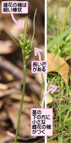 メアオスゲの画像その3。雄花の穂は細い棒状。長い芒がある。茎の下の方に小さな雌花の穂がつく。