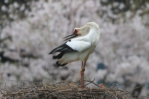 春風に　ご機嫌なようす