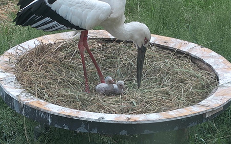 コウノトリの画像