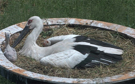 コウノトリの画像