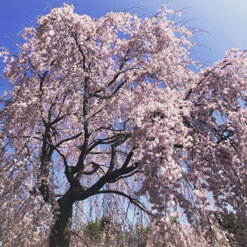 笑顔待つ うすむらさきか 滝桜